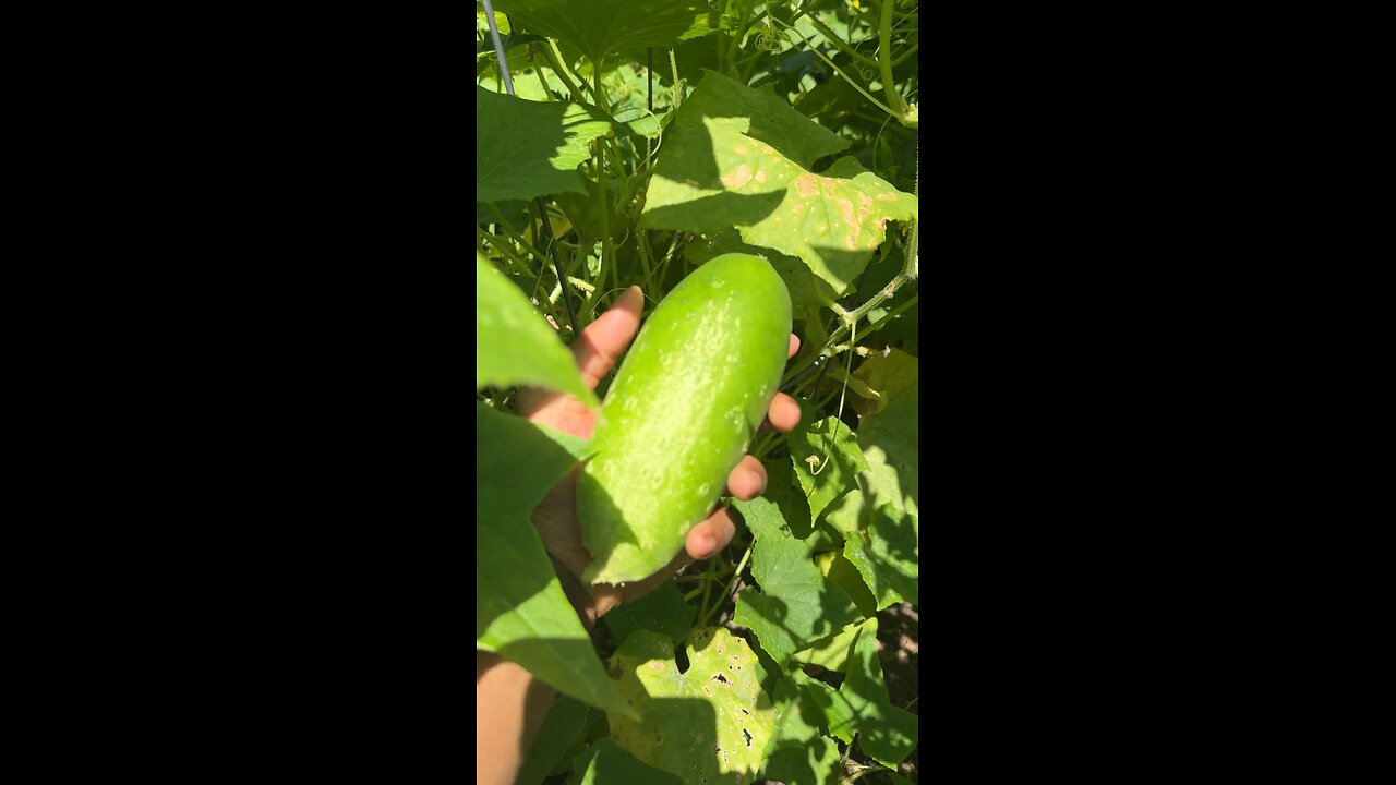 Picking Cucumbers (Summer 2024)