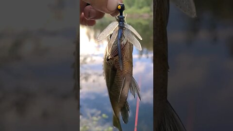 Moondog Baits Dragon Slayer SLAYS Fish! #fishing