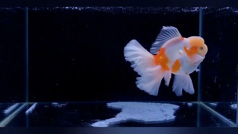 Visit Goldfish Palace