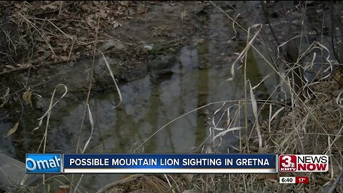 Possible Mountain Lion Sighting in Gretna