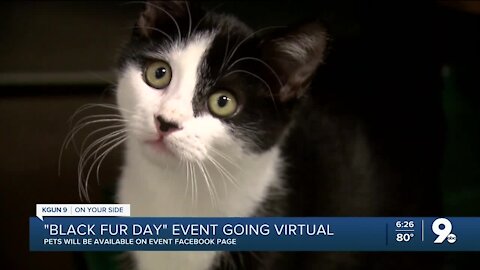 PACC hosting virtual 'Black Fur Day' sale Nov. 27-30