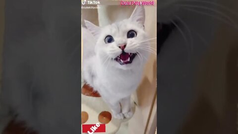 Cute and funny cat videos/#kitten #cat #kitty #funny kitten #funnycat #trending #shorts #tiktok