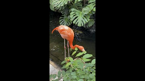 Orange flamingo