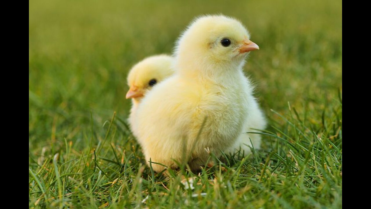 My Cute Chicks with their mom 😍