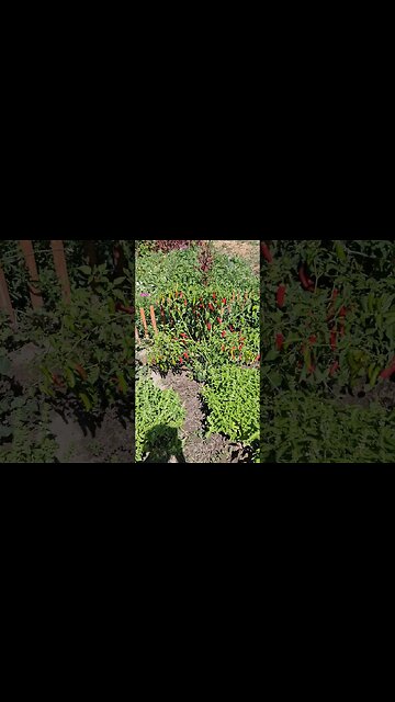 pepper palooza #shortsvideo #garden #socialmedia #organic #hunting @TalkwithSally