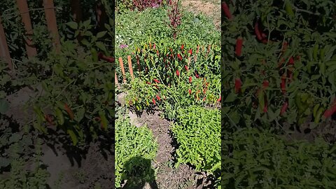 pepper palooza #shortsvideo #garden #socialmedia #organic #hunting @TalkwithSally