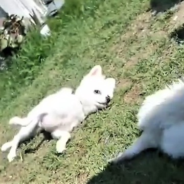 Happy Pomeranians simultaneously roll in the grass