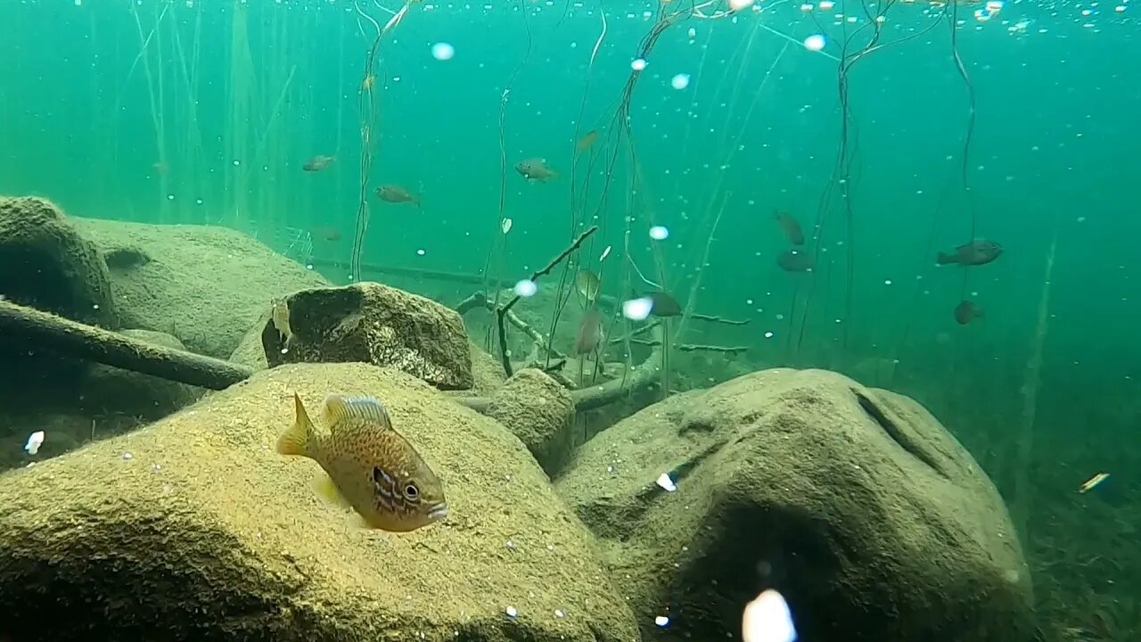 Underwater View of Fishing on a Pond