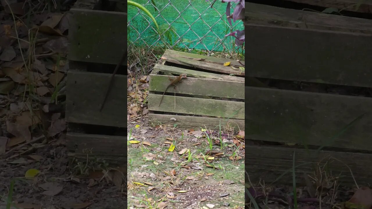 🦎Backyard Anole Lizard Eating Bug #shorts #lizard #anole anole