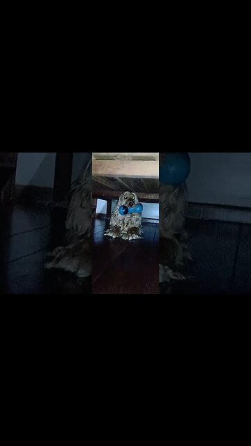 #dogshow , #animals , #dogs , #shorts