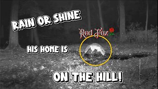 The Hill is home for the Red Fox!