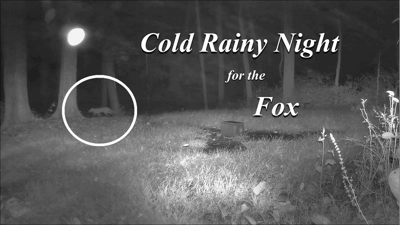 Fox, cat and one live deer left on a cold rainy night!