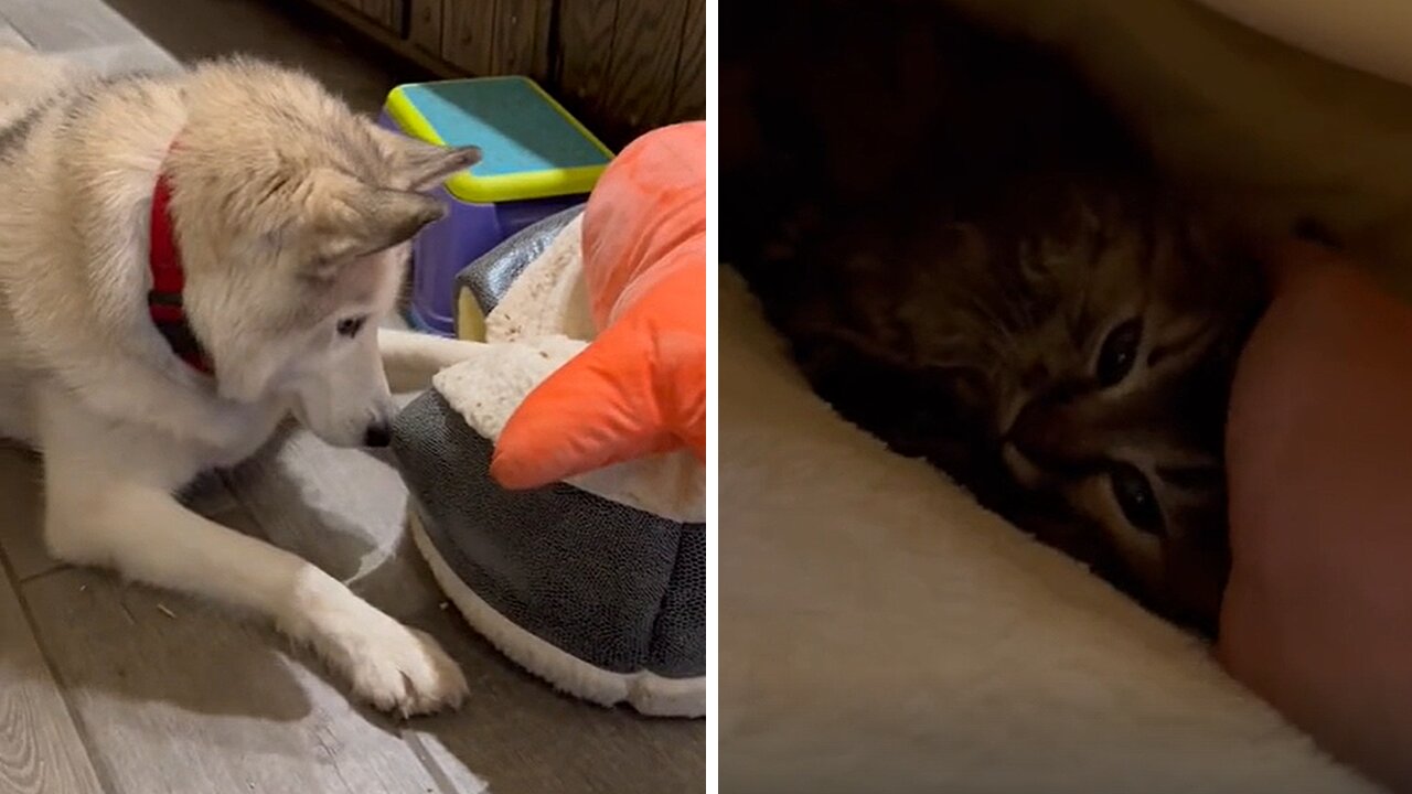 Warm-hearting dog loves taking care of tiny kitten