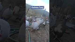 Farm surveillance. Guinea fowl calling for dinner