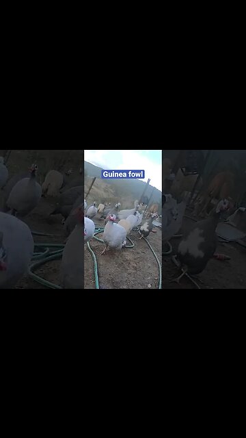 Farm surveillance. Guinea fowl calling for dinner