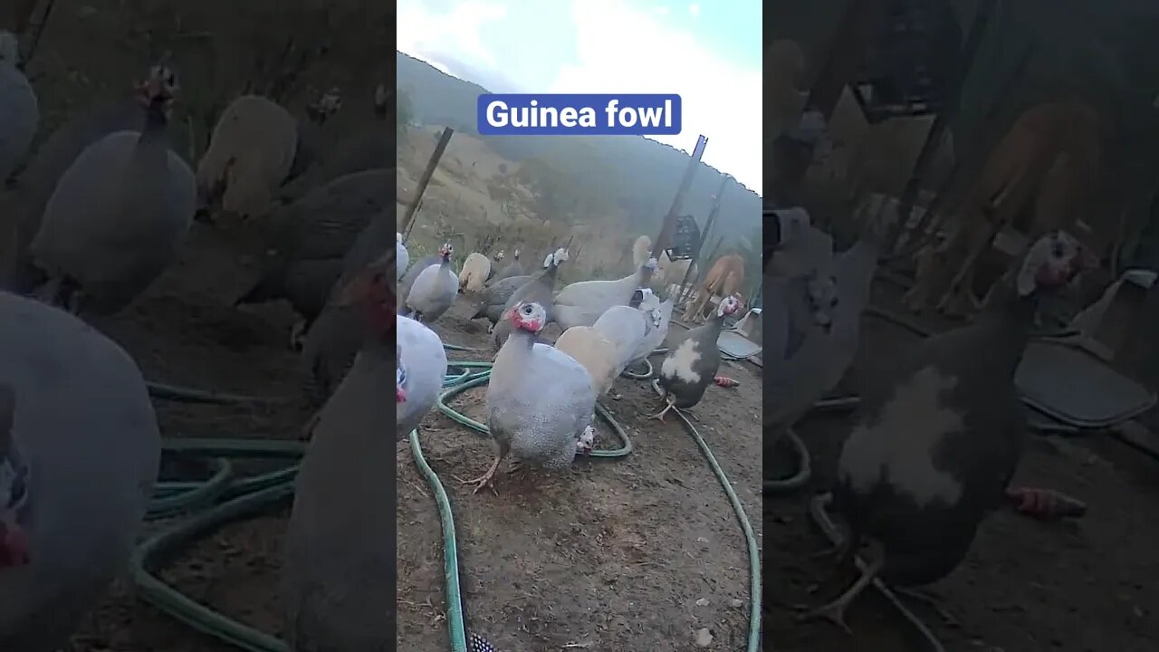 Farm surveillance. Guinea fowl calling for dinner