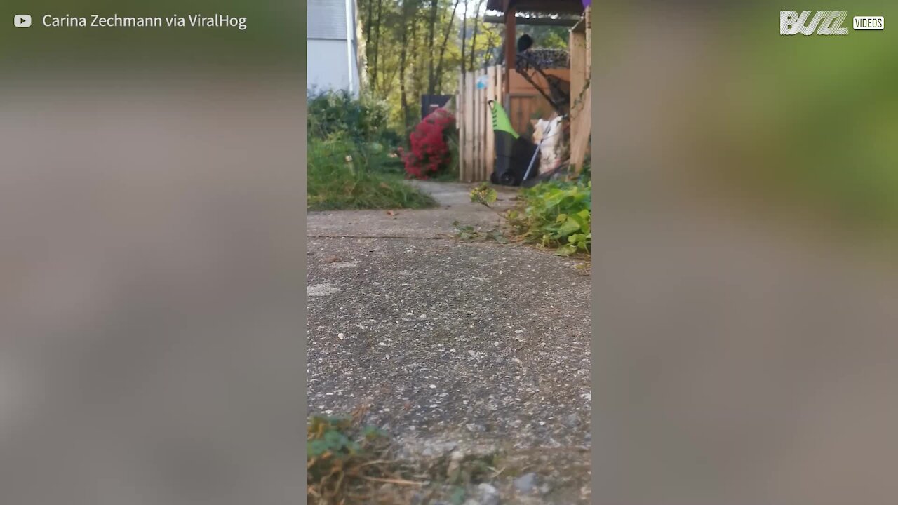 A debandada diária para a liberdade