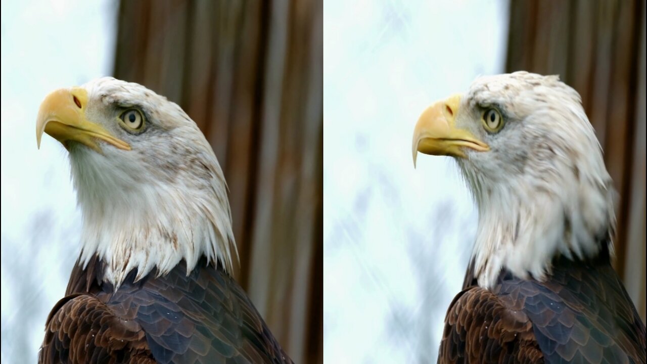 Watch this eagle, I think It feels very proud of Itself, right?