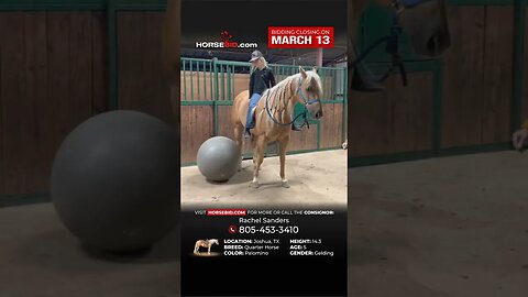 ＴＲＩＧＧＥＲ - Once in a lifetime opportunity to own an incredible gelding!
