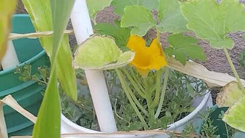 Weekly Bucket Garden Update - The Squash Is Flowering!