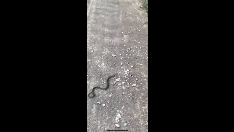 Met a snake on the road