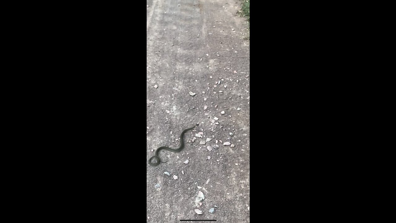 Met a snake on the road