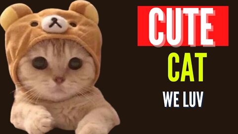 I LOVE CATS