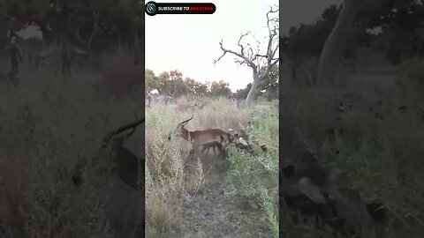 Pack of wilddogs hunting gazelle