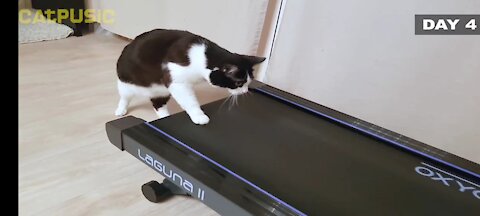 a cat running on a treadmill