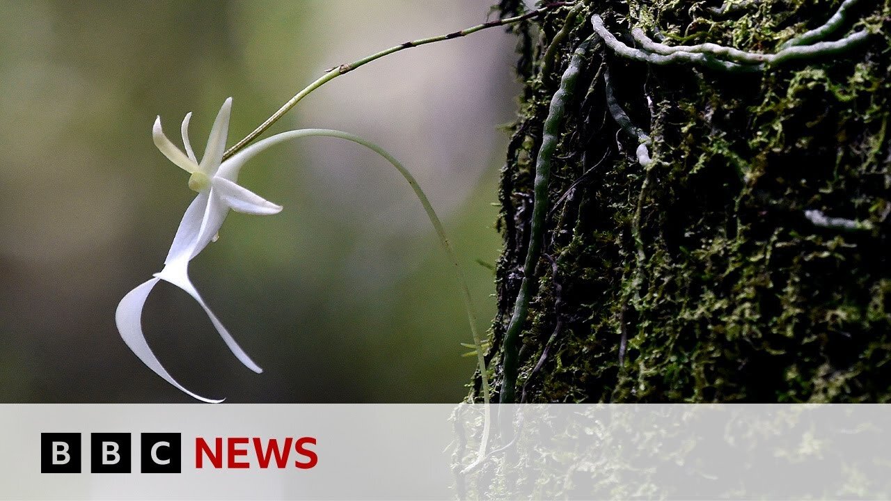 Britain’s rarest ghost orchid rediscovered for first time in 15 years | BBC News