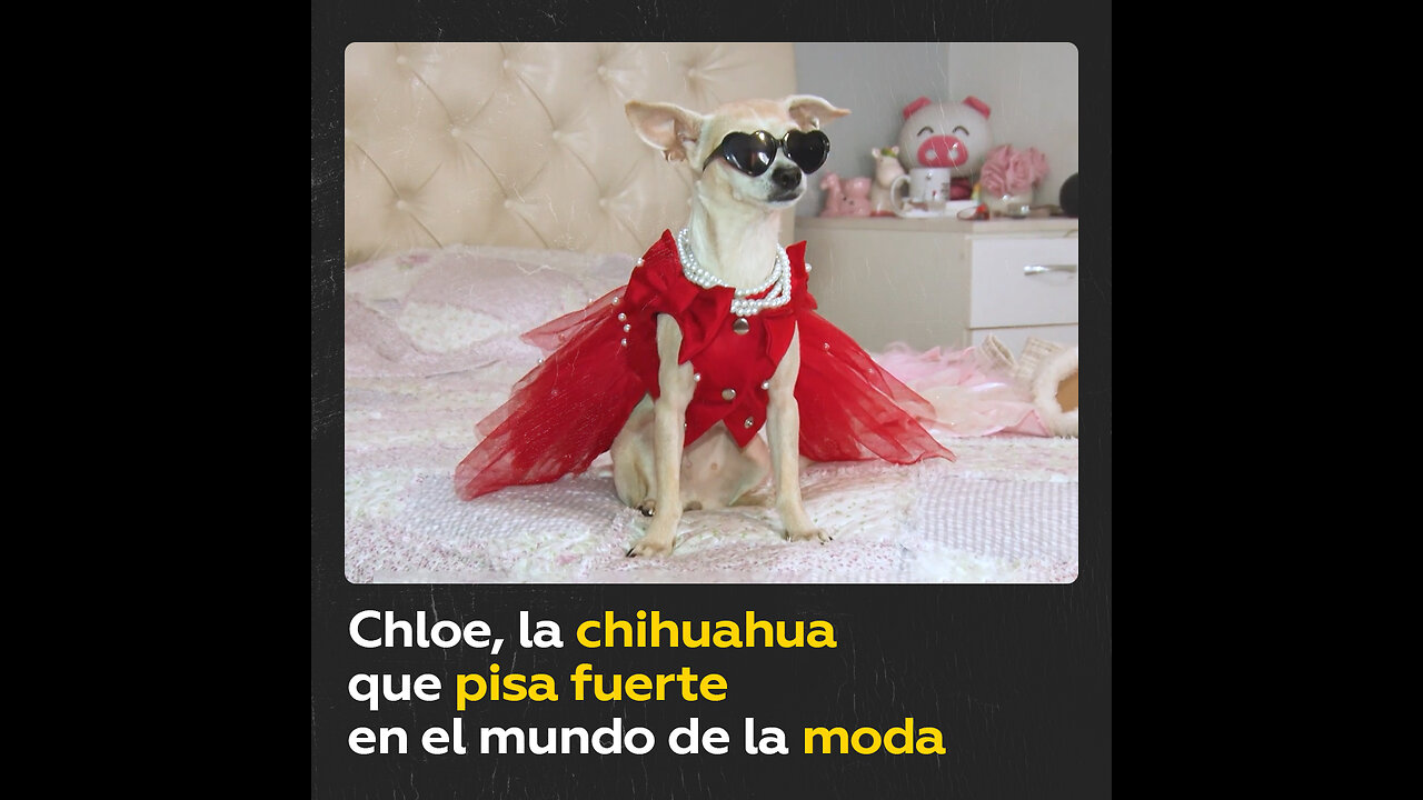 Chloe, la chihuahua que arrasa en la moda con su armario de 1.000 ‘outfits’