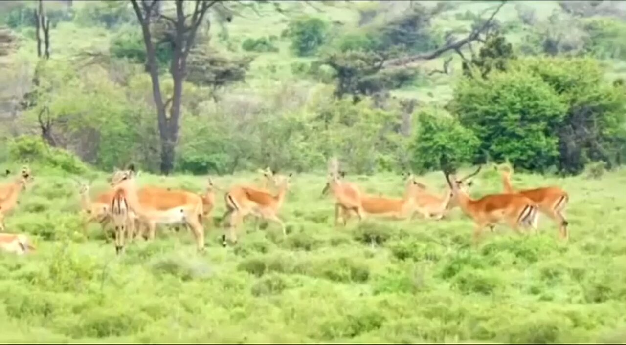 This chase😱#wildlifemagictv#wildlife#wild#life#nature#animals#animalsworld#deer#water#science