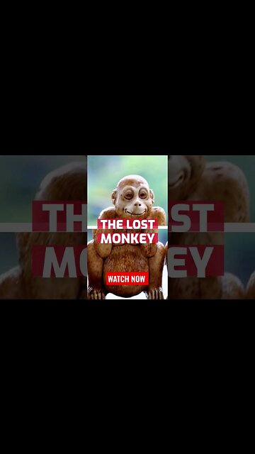 WISE MONKEYS, We've been using it wrong this whole time? #wisdom #positiveenergy #folklore