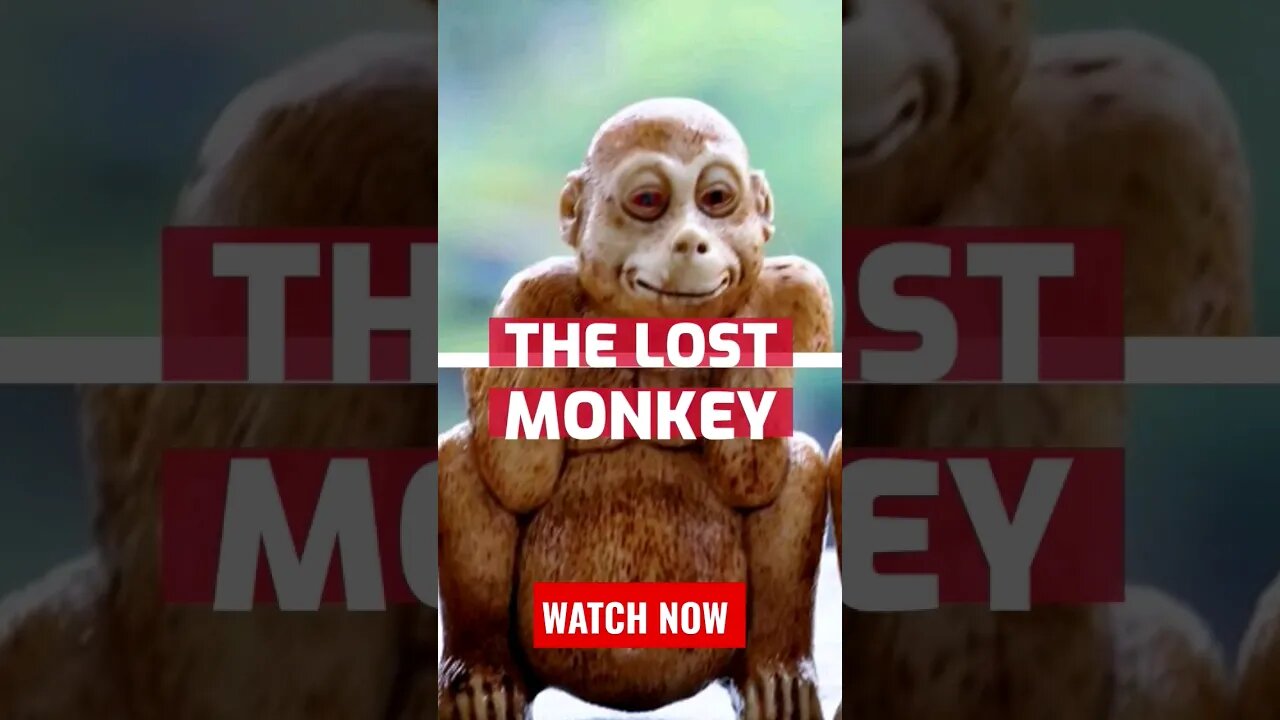 WISE MONKEYS, We've been using it wrong this whole time? #wisdom #positiveenergy #folklore