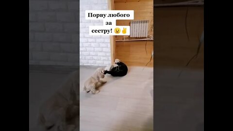 #shorts Смешные Коты Из Тик Тока 71 Funny Cats From Tiktok