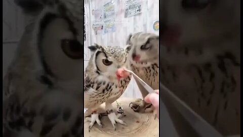 Owls Sharing #shorts #shortsvideo #short #owl #amazing #cute