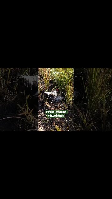 Free range chickens. Two roosters and one hen