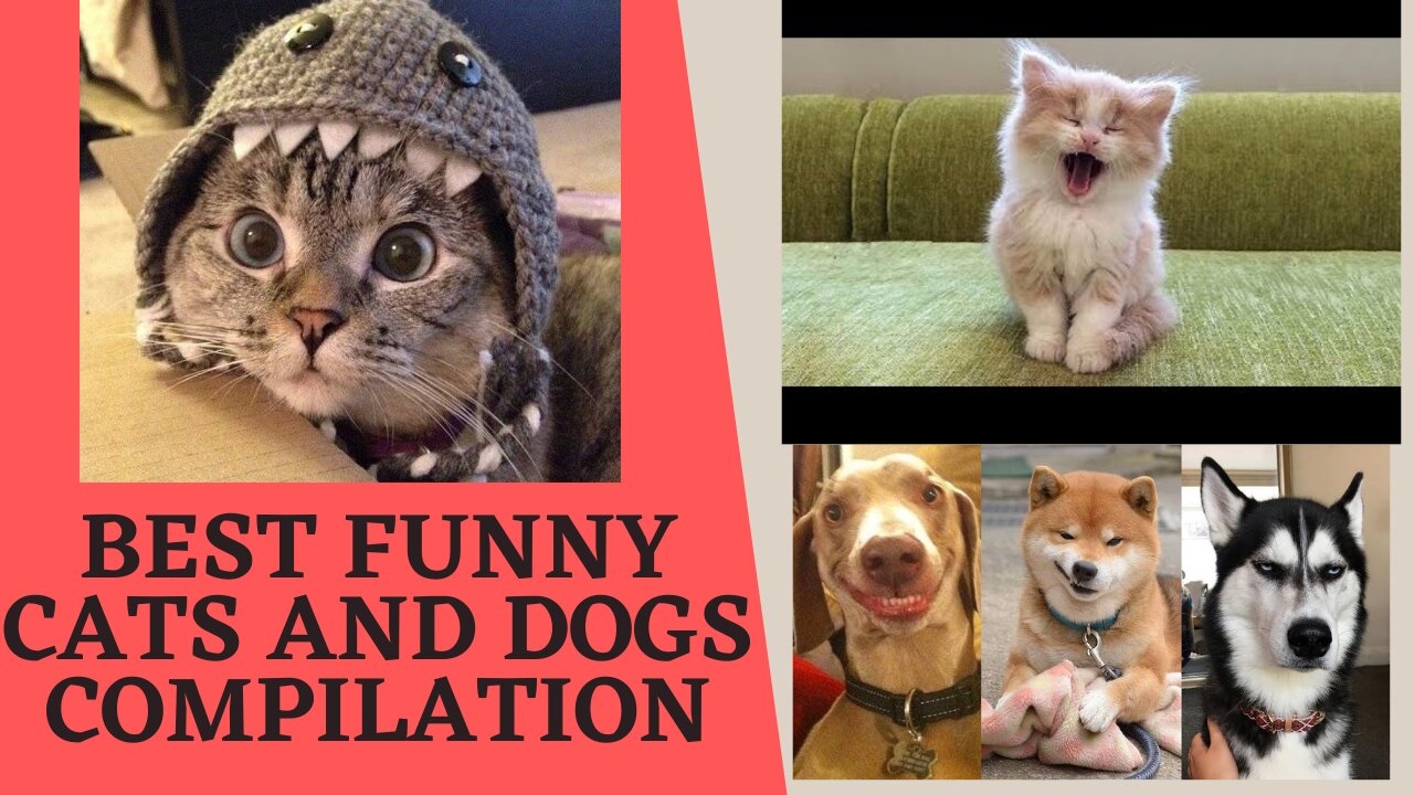 Best Funny Cats and Dogs Compilation (MUST WATCH)