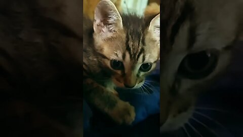 Bienvenido Wiki!!! (el gatito)