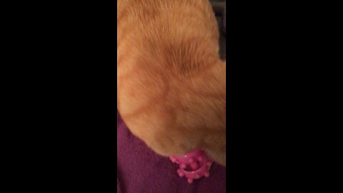 Toy or Massager