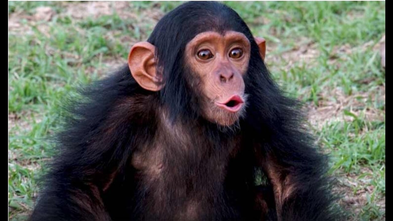 Chimpanzee viral funny video