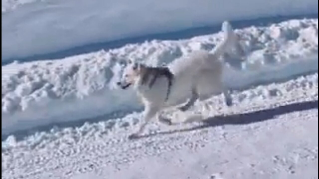 Happy Dog Really Embracing the Day