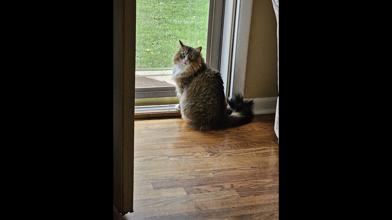 Petunia Loves Watching Outside (Featuring Petunia The Norwegian Forest Cat)