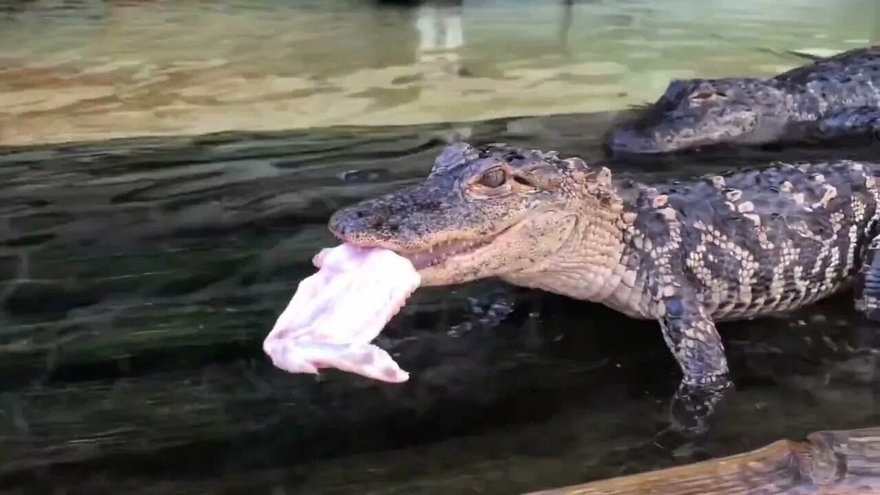 Gigantic Crocodiles & Huge Alligators Gobble up Thanksgiving Turkeys!-7