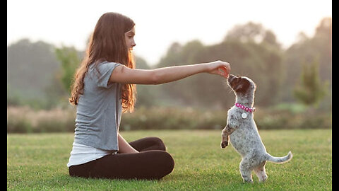 Cute puppy's dancing