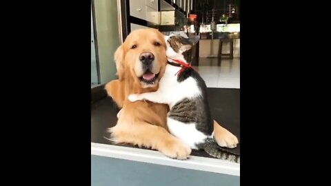 "I love you, small angry dog." "I love you too, big stupid cat." #shorts