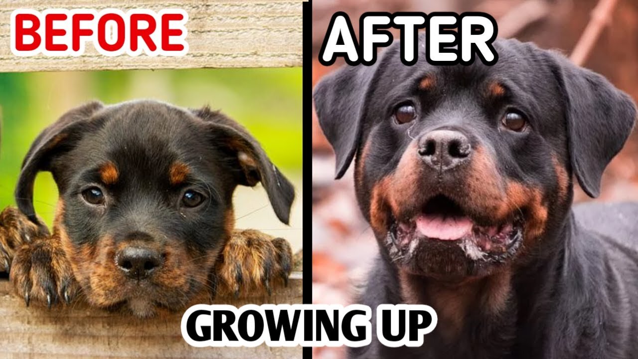 Dogs Grow Up - I'm a big kid now Baby to Adult Dogs #1