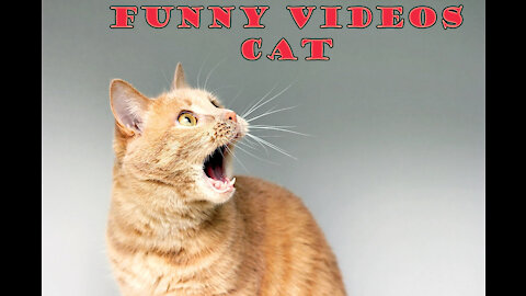 Funny videos cat CUTE