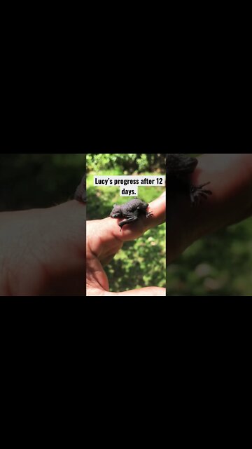 Rescued Fruit Bat Progress at 12 Days