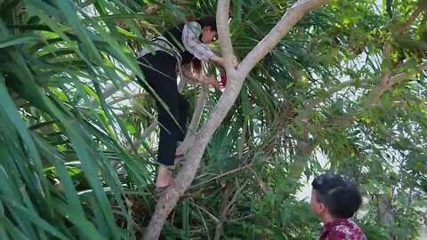 Have you ever try screw pine fruit before